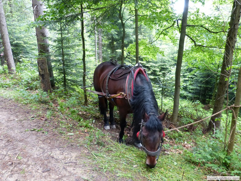 VI Rajd Młodzieży w Krynicy