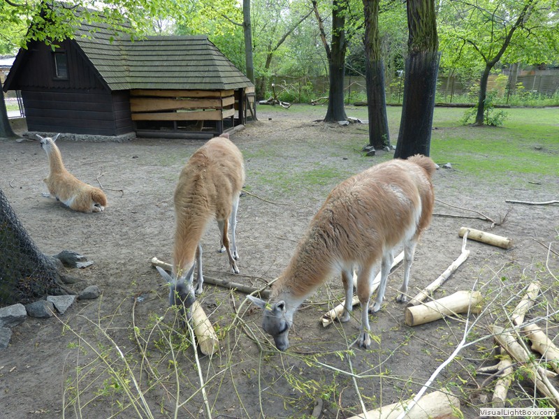 Fotorelacje: